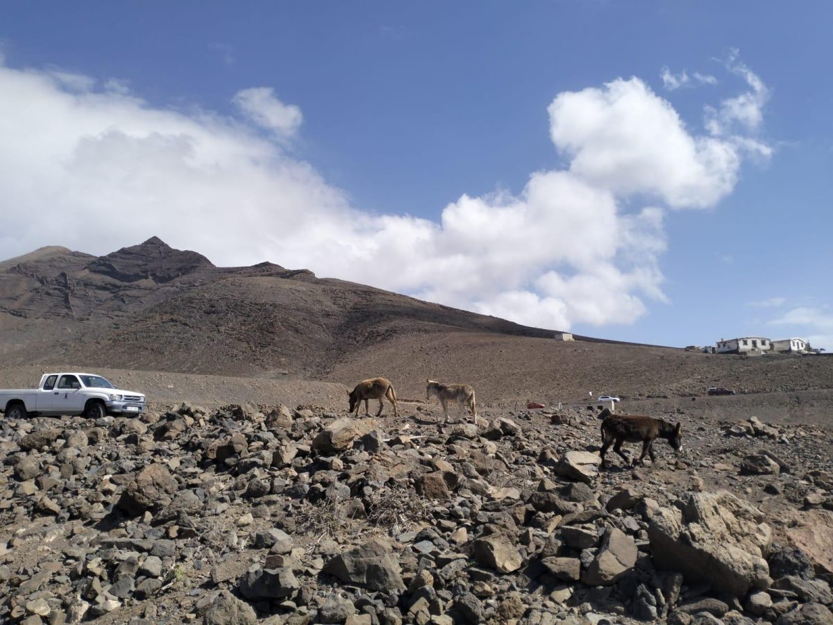 El Ayuntamiento agradece la colaboración de la Fundación Chekipa de Oasis Wildlife Fuerteventura y el Centro Hípico Crines del Viento por el rescate de tres burros asilvestrados 