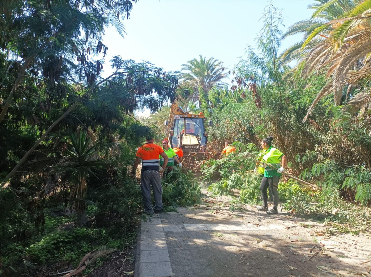 El Ayuntamiento de Pájara sacará a licitación los servicios de limpieza del Palmeral de Costa Calma 